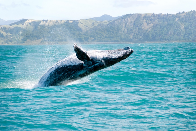 Explore More Things To Do on Hawaii Big Island