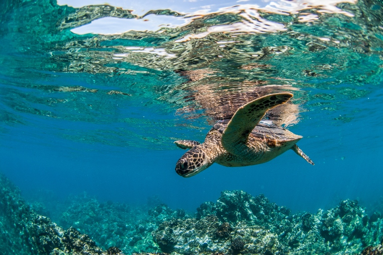 Things To Do On Your Holiday To Maui